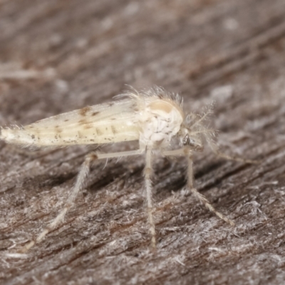 Chaoborus ornatipennis (Phantom midge) - 1 Jan 1900 by kasiaaus