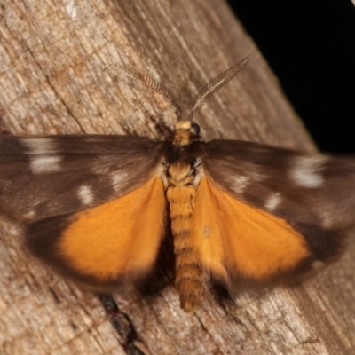 Anestia (genus) (A tiger moth) at Melba, ACT - 18 Feb 2021 by kasiaaus