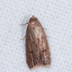 Tachystola acroxantha (A Concealer moth) at Melba, ACT - 17 Feb 2021 by kasiaaus