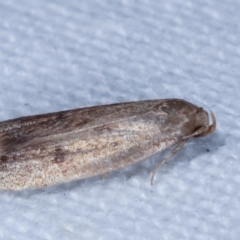 Tachystola acroxantha at Melba, ACT - 18 Feb 2021