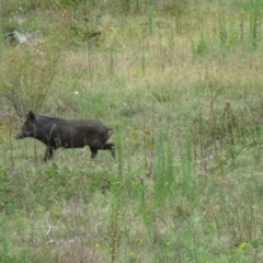 Sus scrofa (Pig (feral)) at Paddys River, ACT - 19 Feb 2021 by SandraH