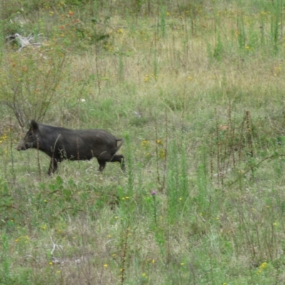 Sus scrofa (Wild Boar, Feral Pig) at Paddys River, ACT - 19 Feb 2021 by SandraH
