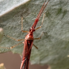 Rayieria acaciae (Acacia-spotting bug) at Umbagong District Park - 18 Feb 2021 by Roger