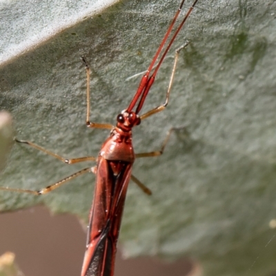 Rayieria acaciae (Acacia-spotting bug) at Umbagong District Park - 18 Feb 2021 by Roger