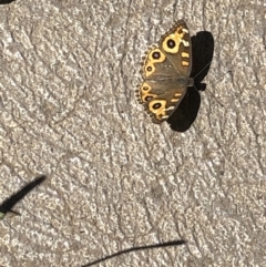 Junonia villida (Meadow Argus) at Gungahlin, ACT - 15 Feb 2021 by Petal