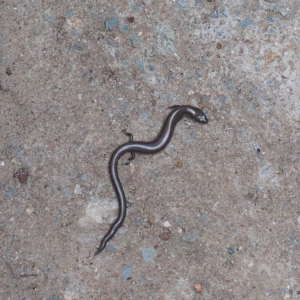 Hemiergis talbingoensis at O'Connor, ACT - 17 Feb 2021