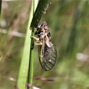 Myopsalta waterhousei at Jacka, ACT - 17 Nov 2020