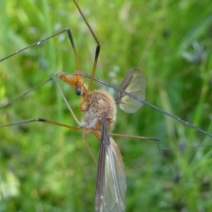 Leptotarsus (Macromastix) costalis at Jacka, ACT - 17 Nov 2020 11:36 AM