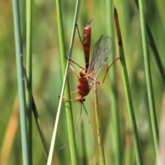 Netelia sp. (genus) (An Ichneumon wasp) at Jacka, ACT - 18 Oct 2020 by HarveyPerkins