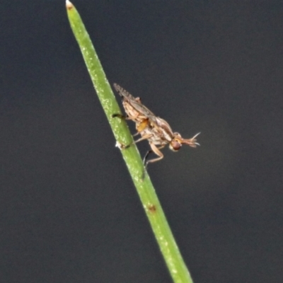 Dichetophora sp. (genus) (Marsh fly) at Jacka, ACT - 18 Oct 2020 by HarveyPerkins