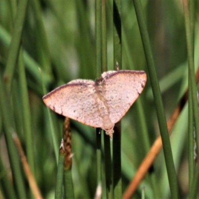 Chrysolarentia mecynata (Mecynata Carpet Moth) at Jacka, ACT - 18 Oct 2020 by HarveyPerkins