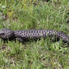 Tiliqua rugosa (Shingleback Lizard) at Jacka, ACT - 18 Oct 2020 by HarveyPerkins