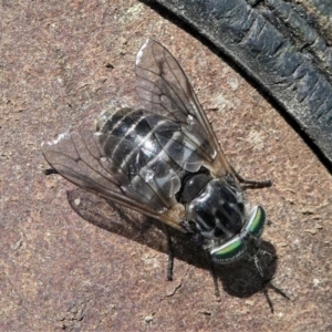 Dasybasis sp. (genus) at Jacka, ACT - 18 Oct 2020