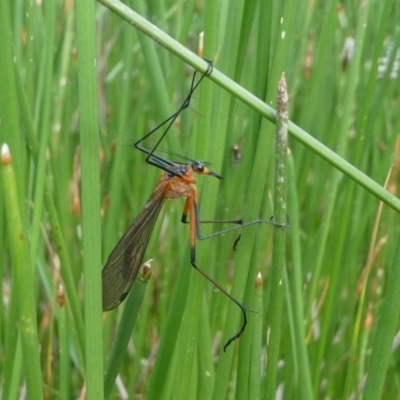 Harpobittacus australis (Hangingfly) at Jacka, ACT - 18 Oct 2020 by HarveyPerkins