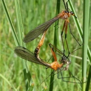 Harpobittacus australis at Jacka, ACT - 18 Oct 2020