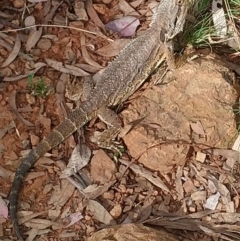 Pogona barbata (Eastern Bearded Dragon) at Red Hill, ACT - 18 Feb 2021 by lrosser