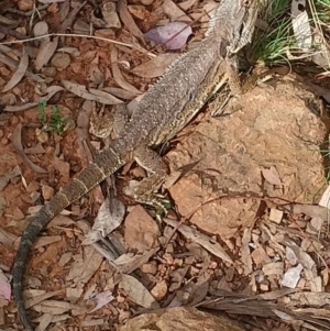 Pogona barbata at Red Hill, ACT - suppressed