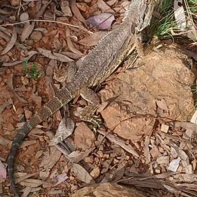 Pogona barbata (Eastern Bearded Dragon) at Red Hill, ACT - 18 Feb 2021 by lrosser