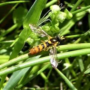 Sphaerophoria macrogaster at Jacka, ACT - 18 Oct 2020