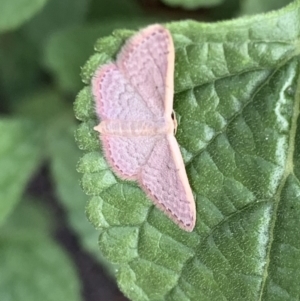 Idaea costaria at Murrumbateman, NSW - 19 Feb 2021 05:16 PM