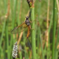 Ephemeroptera (order) (Unidentified Mayfly) at Jacka, ACT - 18 Oct 2020 by HarveyPerkins