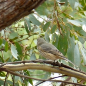 Pachycephala rufiventris at Yass River, NSW - 19 Feb 2021