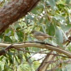 Pachycephala rufiventris at Yass River, NSW - 19 Feb 2021