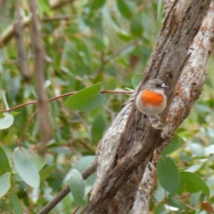 Petroica boodang at Yass River, NSW - 19 Feb 2021