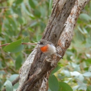 Petroica boodang at Yass River, NSW - 19 Feb 2021