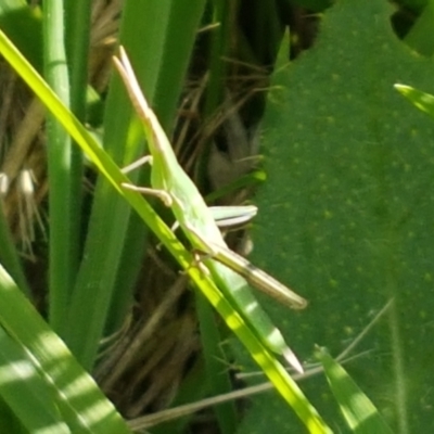 Acrida conica (Giant green slantface) at Franklin, ACT - 19 Feb 2021 by trevorpreston