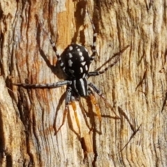 Nyssus coloripes (Spotted Ground Swift Spider) at Franklin, ACT - 19 Feb 2021 by tpreston