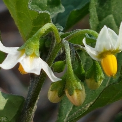 Solanum nigrum (Black Nightshade) at Budjan Galindji (Franklin Grassland) Reserve - 19 Feb 2021 by tpreston