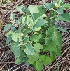 Solanum nigrum at Harrison, ACT - 19 Feb 2021