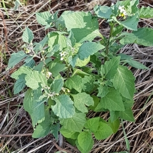 Solanum nigrum at Harrison, ACT - 19 Feb 2021