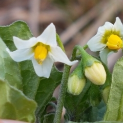 Solanum nigrum at Harrison, ACT - 19 Feb 2021 04:51 PM