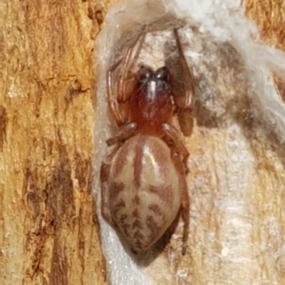 Clubiona sp. (genus) (Unidentified Stout Sac Spider) at Franklin, ACT - 19 Feb 2021 by trevorpreston