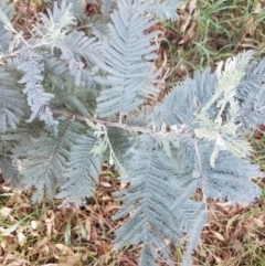 Acacia dealbata (Silver Wattle) at Budjan Galindji (Franklin Grassland) Reserve - 19 Feb 2021 by tpreston