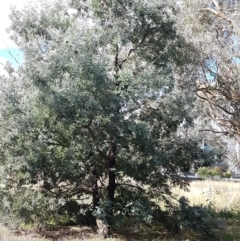 Acacia dealbata at Franklin, ACT - 19 Feb 2021