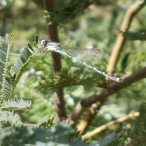 Austrolestes leda at Franklin, ACT - 19 Feb 2021