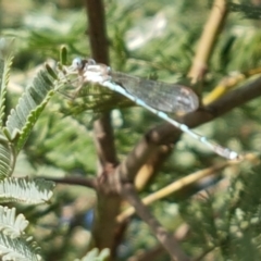 Austrolestes leda at Franklin, ACT - 19 Feb 2021