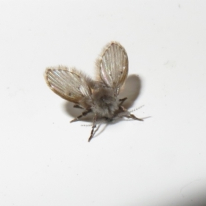 Psychodidae sp. (family) at Flynn, ACT - 19 Feb 2021