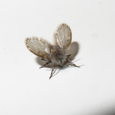 Psychodidae sp. (family) (Moth Fly, Drain Fly) at Flynn, ACT - 19 Feb 2021 by Christine