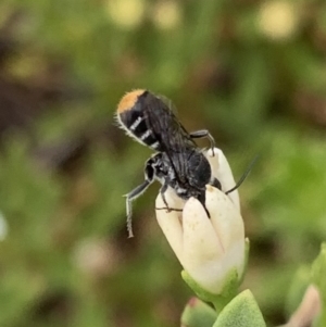 Megachile (Hackeriapis) oblonga at Murrumbateman, NSW - 19 Feb 2021 04:26 PM