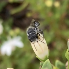 Megachile (Hackeriapis) oblonga at Murrumbateman, NSW - 19 Feb 2021 04:26 PM