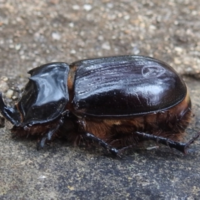Dasygnathus sp. (genus) (Rhinoceros beetle) at Acton, ACT - 19 Feb 2021 by HelenCross