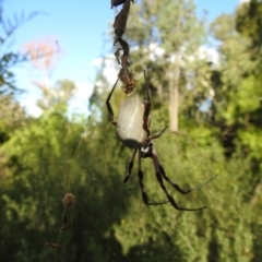 Trichonephila edulis (Golden orb weaver) at ANBG - 19 Feb 2021 by HelenCross