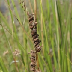 Spiranthes australis (Austral Ladies Tresses) at Gundaroo, NSW - 19 Feb 2021 by MaartjeSevenster