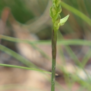 Corunastylis cornuta at Gundaroo, NSW - suppressed