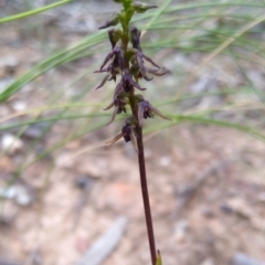 Corunastylis clivicola (Rufous midge orchid) at Gundaroo, NSW - 18 Feb 2021 by MaartjeSevenster