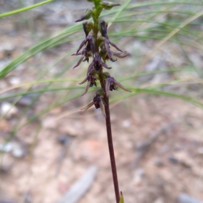 Corunastylis clivicola (Rufous midge orchid) at MTR591 at Gundaroo - 18 Feb 2021 by MaartjeSevenster